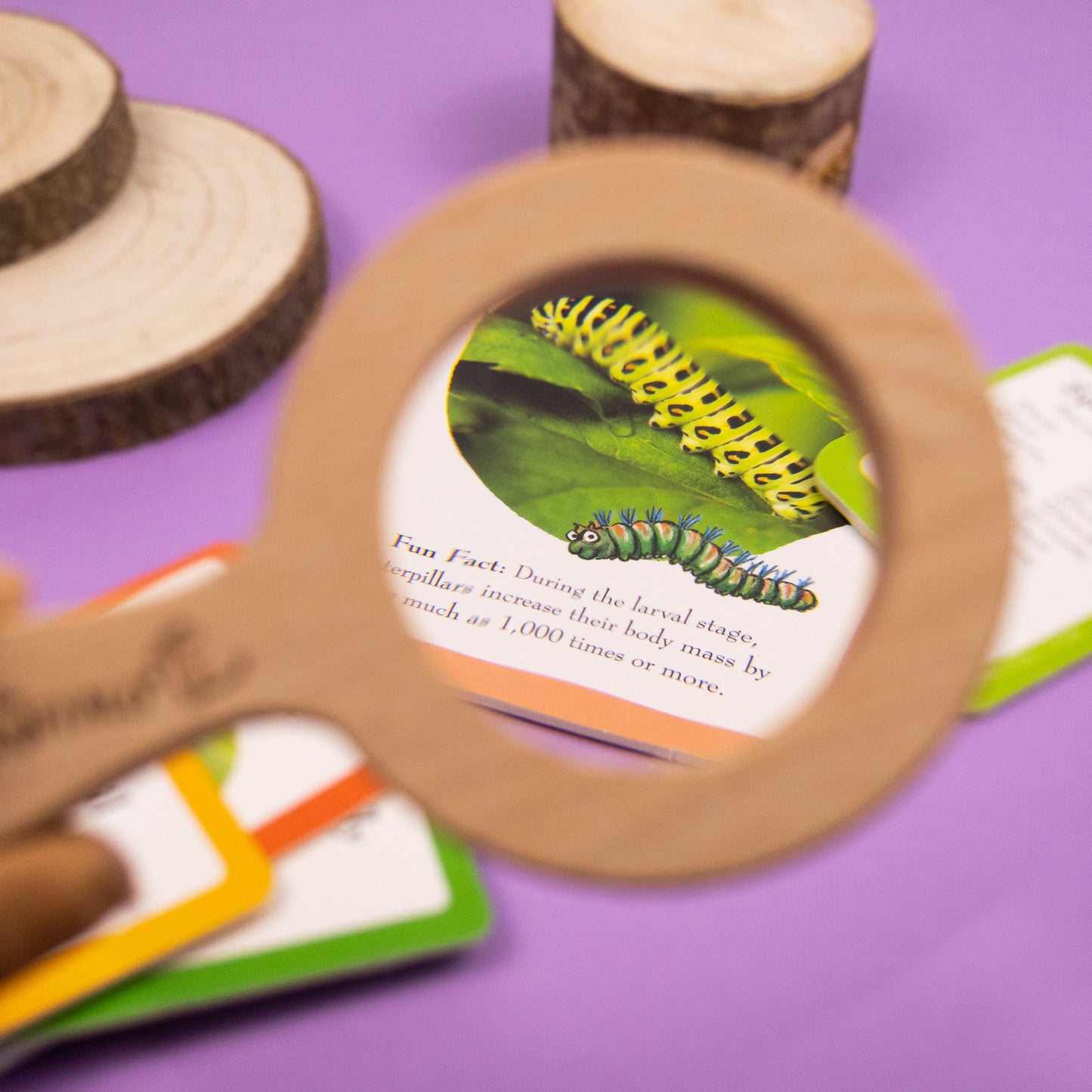The Gruffalo Bug Spotter Activity Set - Anilas UK