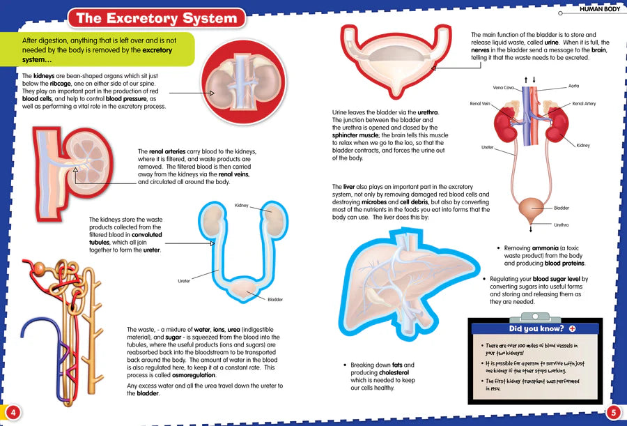 Discover The Human Body Sticker Book - Find, Stick and Learn - Anilas UK