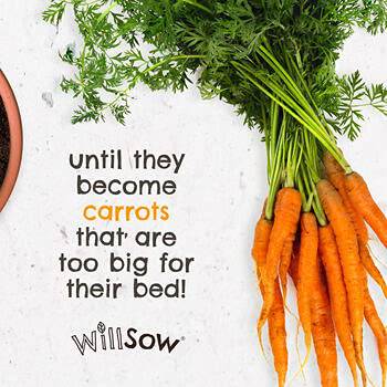 Willsow's The Plantable Children's Book - The Carrot Who Was Too Big For His Bed - Anilas UK