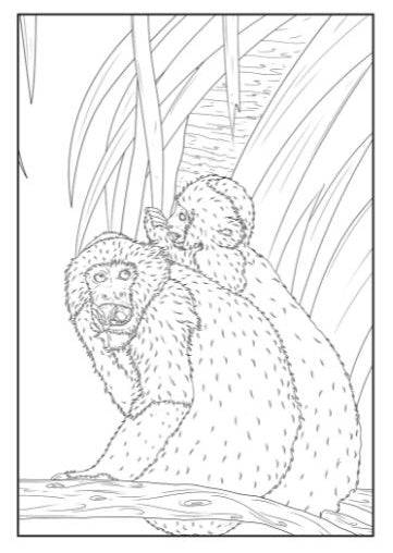 Life in the Jungle Advanced Colouring Book - Anilas UK